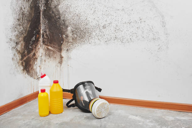 Mold Testing and Removal in Marion, NC