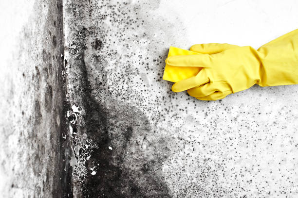Best Mold Testing and Removal  in Marion, NC