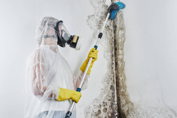 Best Crawl Space Mold Removal  in Marion, NC