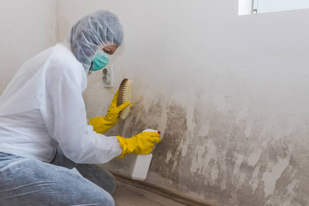 Best Same-Day Mold Removal  in Marion, NC