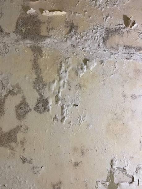 Best Residential Mold Removal  in Marion, NC