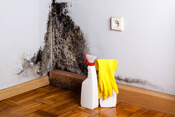 Best Mold Damage Repair  in Marion, NC